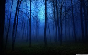 Top blue forest background HD Download