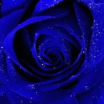 Top blue rose wallpaper hd download 4k Download
