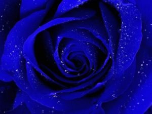 Top blue rose wallpaper hd download 4k Download