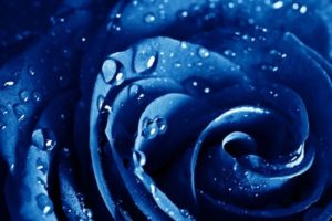 Download blue rose wallpaper hd download HD