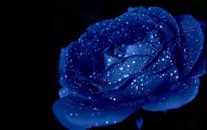 Download blue rose wallpaper hd download HD