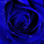 Top blue rose wallpaper hd download 4k Download