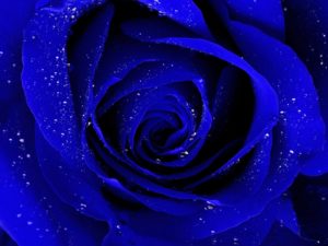 Top blue rose wallpaper hd download 4k Download