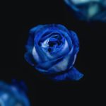 Top blue rose wallpaper hd download HD Download