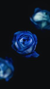 Top blue rose wallpaper hd download HD Download