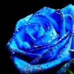 Top blue rose wallpaper hd download HD Download