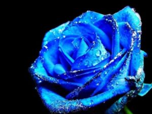 Top blue rose wallpaper hd download HD Download