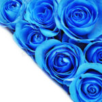 Download blue rose wallpaper hd download HD