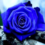 Download blue rose wallpaper hd download HD