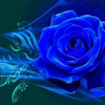 Top blue rose wallpaper hd download free Download