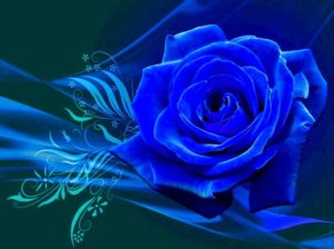 Top blue rose wallpaper hd download free Download