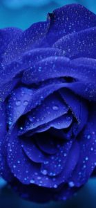 Download blue rose wallpaper hd download HD