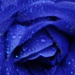 Download blue rose wallpaper hd download HD