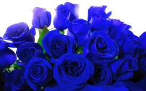 Top blue rose wallpaper hd download HD Download