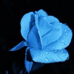 Top blue rose wallpaper hd download Download