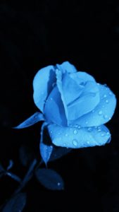 Top blue rose wallpaper hd download Download