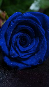 Top blue rose wallpaper hd download HD Download