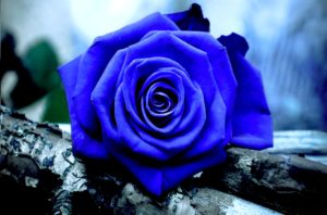 Download blue rose wallpaper hd download HD