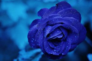 Download blue rose wallpaper hd download HD