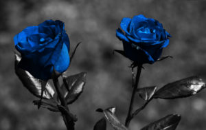 Top blue rose wallpaper hd download free Download