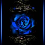 Download blue rose wallpaper hd download HD