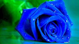 Top blue rose wallpaper hd download HD Download