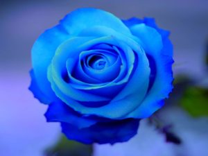 Top blue rose wallpaper hd download 4k Download