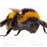 Top bumblebee background HD Download