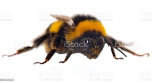 Top bumblebee background HD Download