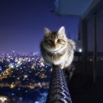 Download cat in wallpaper HD