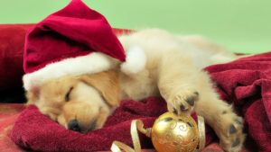 Top christmas animal wallpaper 4k Download