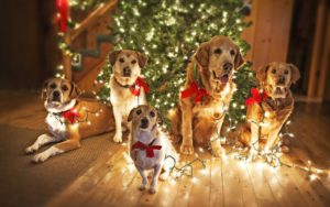 Download christmas animal wallpaper HD