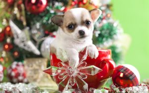 Download christmas animal wallpaper HD