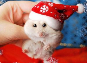 Top christmas animal wallpaper 4k Download