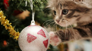 Top christmas animal wallpaper HD Download