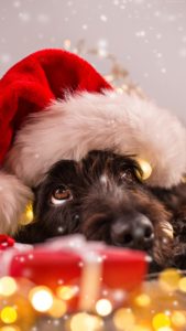 Top christmas animal wallpaper 4k Download