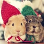 Top christmas animal wallpaper HD Download