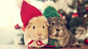 Top christmas animal wallpaper HD Download