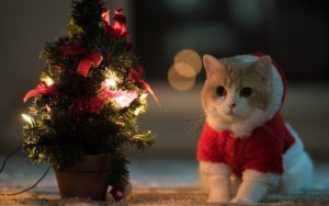 Top christmas animal wallpaper 4k Download