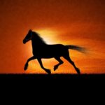 Top cool horse wallpapers HD Download