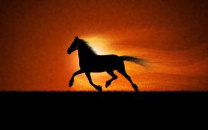 Top cool horse wallpapers HD Download