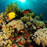 Top coral reef wallpaper hd 4k Download