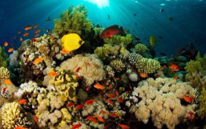 Top coral reef wallpaper hd 4k Download