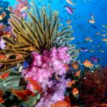 Download coral reef wallpaper hd HD