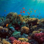 Top coral reef wallpaper hd Download