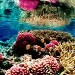 Top coral reef wallpaper hd free Download