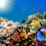 Download coral reef wallpaper hd HD