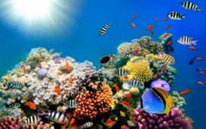 Download coral reef wallpaper hd HD