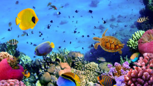 Top coral reef wallpaper hd 4k Download