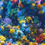 Top coral reef wallpaper hd HD Download